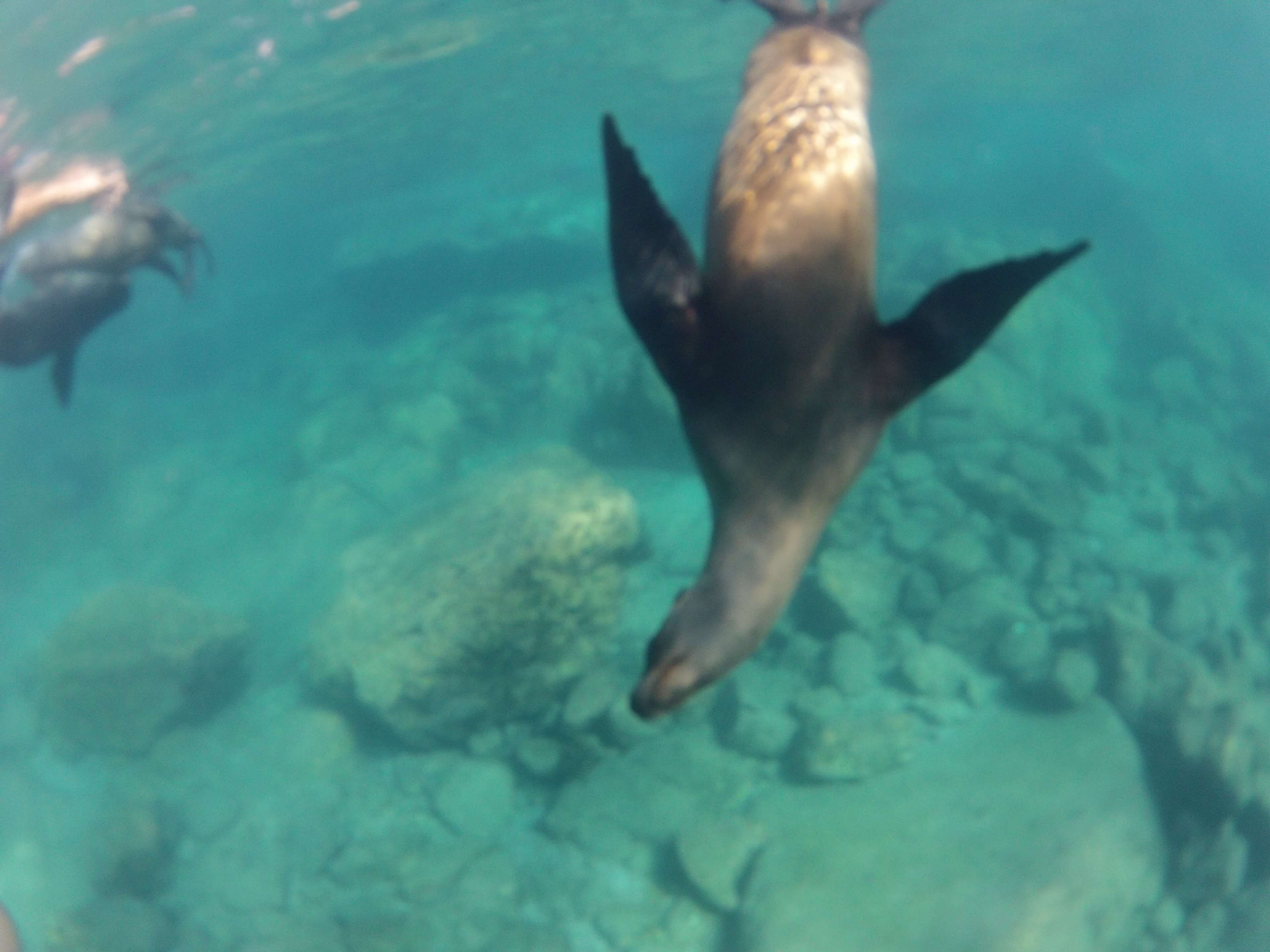 Swimming with Wild Sea Lions in Mexico