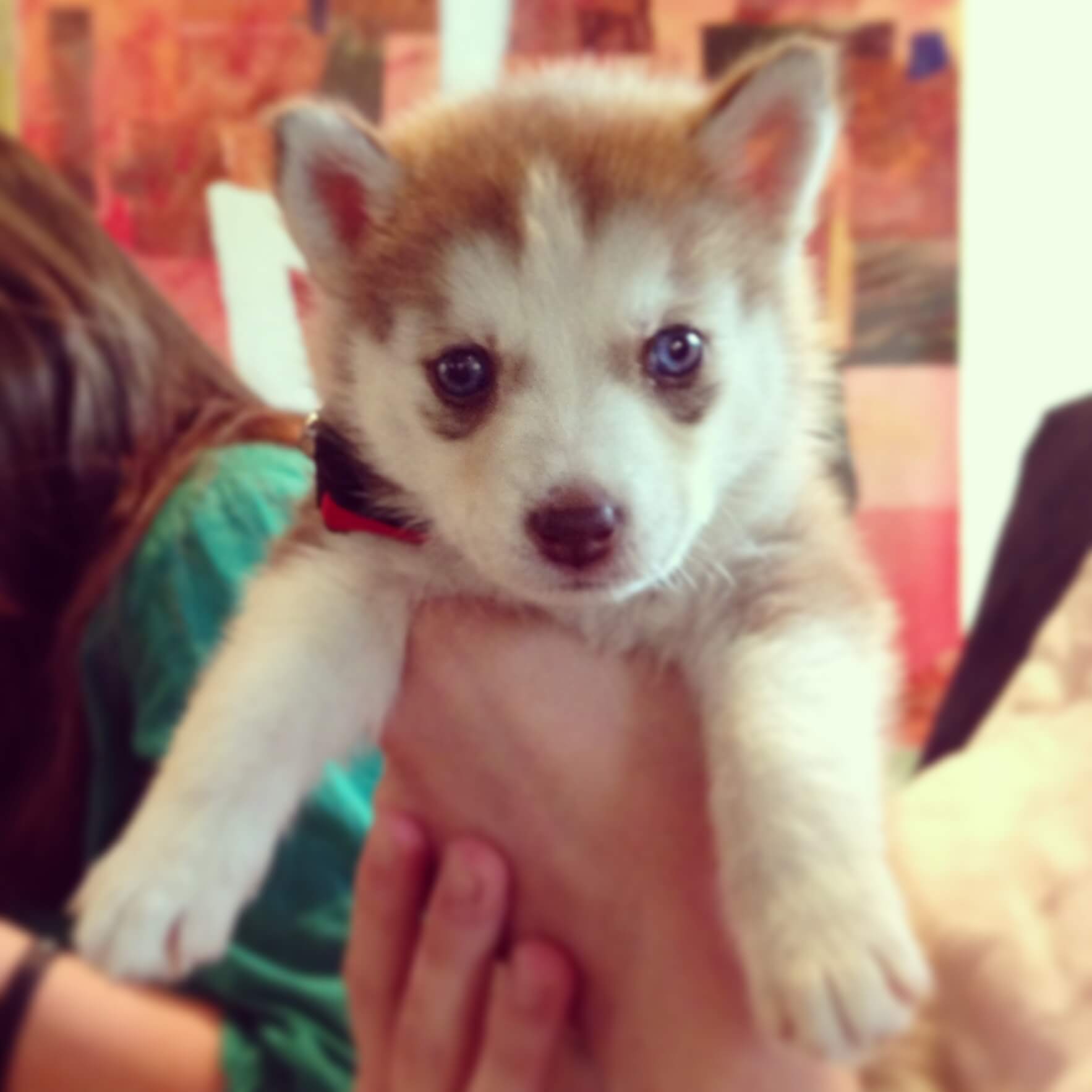 Husky pup. Watch the Ted Talk, and you'll understand!